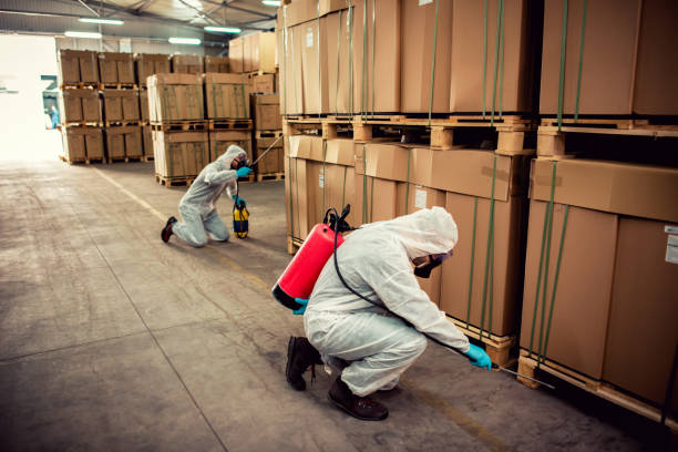 Best Flea Control Services  in Arnold, MO