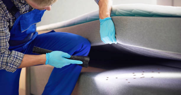Best Flea Control Services  in Arnold, MO