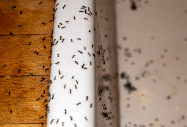 Pest Prevention Services in Arnold, MO